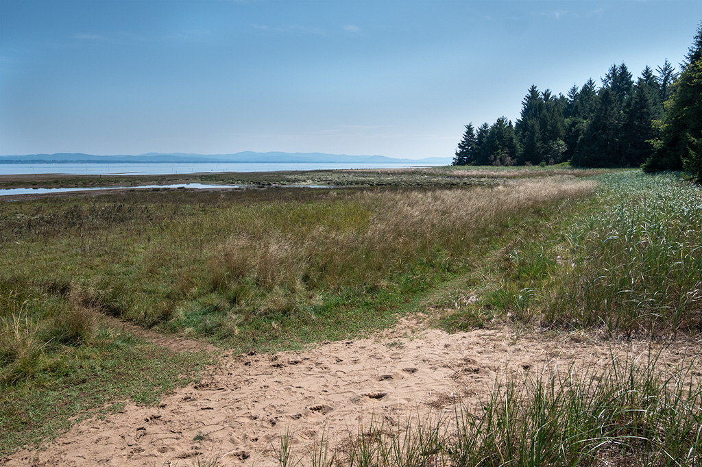 Near the junction of the 1.8-mile Bay Loop Trail and the 1.3-mile Bearberry Trail on the Wallapa Bay side of Leadbetter Point