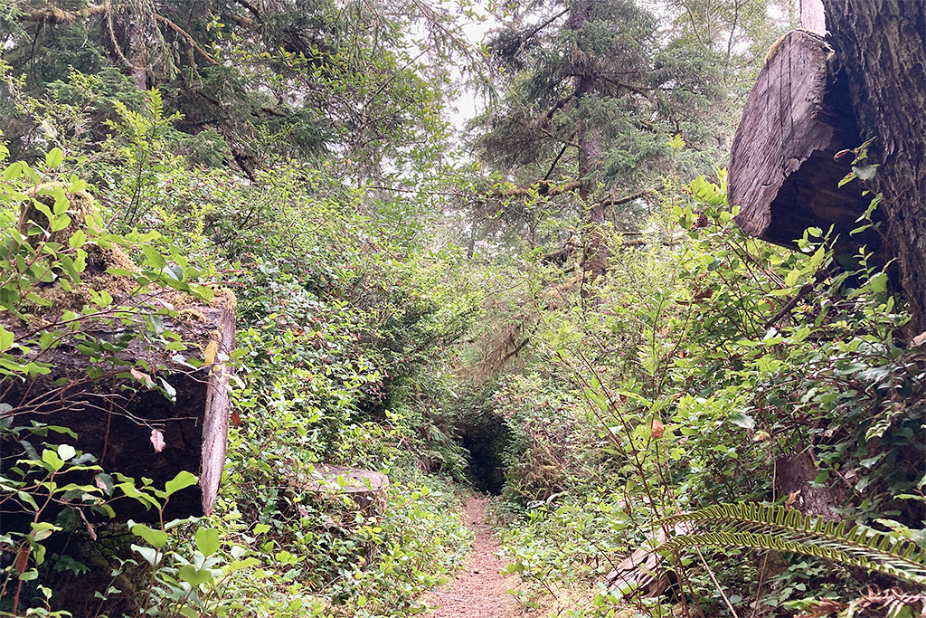 Dune Forest Loop trail, heading west from the southern parking area