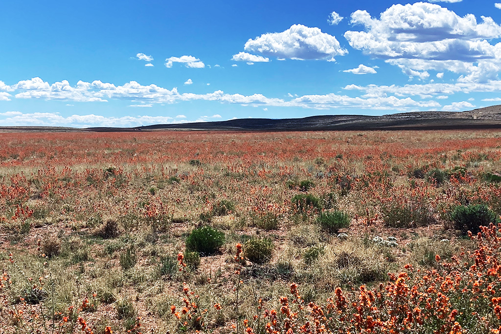 The desert globe mallow was in full bloom