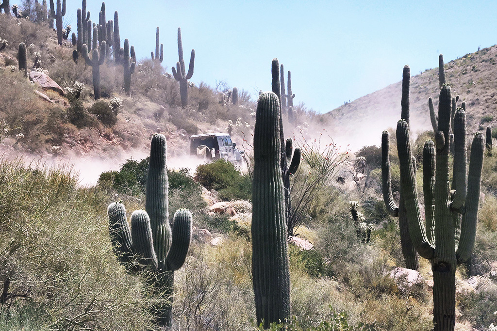 Massive saguaro cactus near Tucson – photograph by Marc Doiron